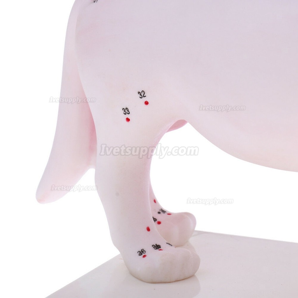 Cat Acupuncture Model Anatomical Medical Model School Teaching Student